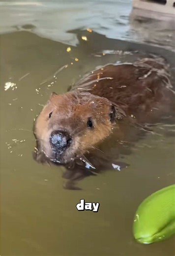 Discover the Cutest Beaver Moments