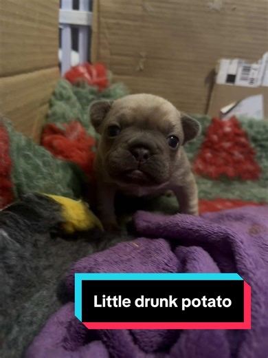 Throwback to little drunk potato Bubbles learning to walk 😆🥔 #learningtowalk #frenchiepuppy #puppydog #funnydogsvideos #drunkinlove