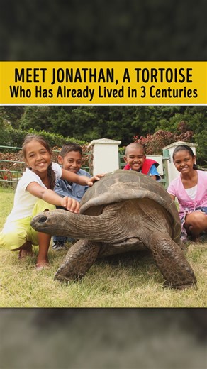Meet Jonathan, a tortoise who has already lived in 3 centuries: | Bright Side