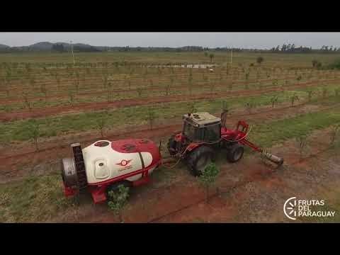 FRUTAS del PARAGUAY - Farm view