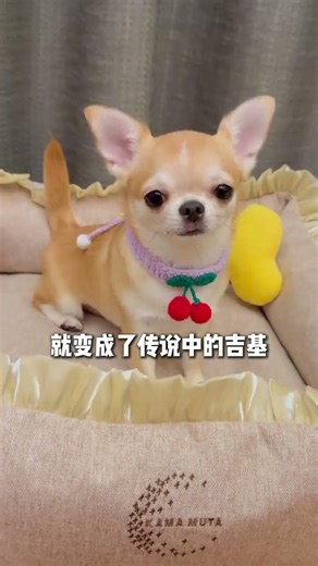 不同犬种混血后的奇妙面貌，揭秘混血狗的独特魅力
