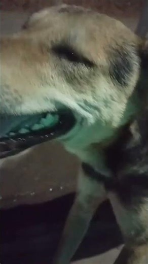 🐕😡Dog Attack Alert 😡🚨#viral 😱 Scary Dog Moment #viralshorts