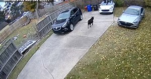 VIDEO: Man jumps onto car roof after goat gets loose in Detroit neighborhood