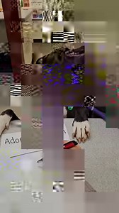 2.9K views · 173 reactions | Ivy took advantage of our shelter being closed today and fulfilled her dream of becoming an adoption counselor! She signed the person in, introduced a great match to the adopter, had them fill out paperwork, and then sent a dog into a loving home!!! Maybe Ivy can be the next dog to go into a loving home? Will you come meet this sweet 2-year-old tomorrow? Read about her at lollypop.org/dogs  | Lollypop Farm, the Humane Society of Greater Rochester | Facebook