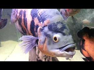 Glassbanging giant oscar cichlid. XXXL EXTREME
