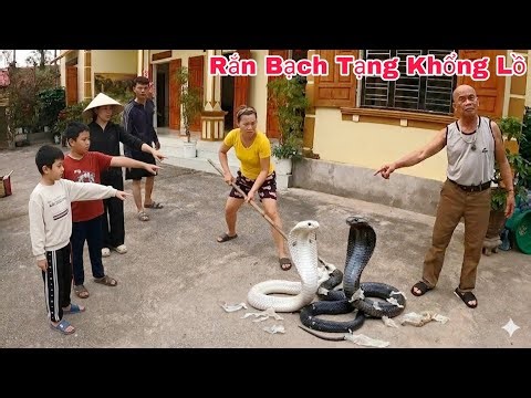 Cuộc Gọi Khẩn Cấp Của Hai Vợ Chồng Phát Hiện 3 Con Rắn Hổ Mang Bò Vào Trong Nhà Lột Xác