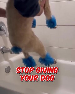 Is your dog constantly scratching? 🐶 Most dog owners don't know this, but constant scratching can often be a sign of allergies, derma dysfunction, and sometimes even more serious health problems 😳 Thankfully, this new spray solves all that! 🙏 Simply apply this to their skin to promote a healthy coat, reduce allergies, and get rid of pesky skin issues 👍🐕 | Pup Labs