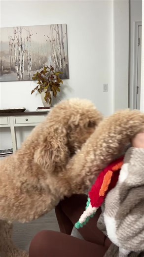 Adorable Dogs You Can't Resist 🥰