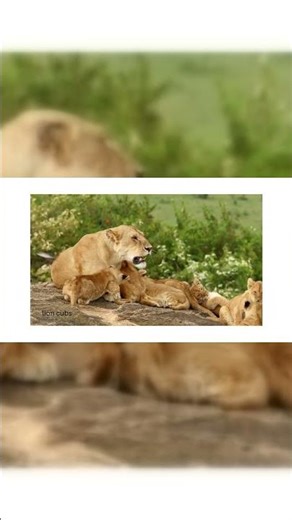 lion Cubs walking in the grass