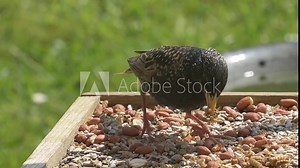 Common Starling (Sturnus vulgaris) collecting seeds and mealworms from a garden bird table to take back to the nest. May, Kent, UK [Slow motion x5]