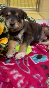 8.8K views · 316 reactions | UPDATE: ADOPTED Jax is experiencing a case of the terrible 2-(months). We told him he couldn't have anymore treats for the day, and now he's throwing a fit. Give us a call at (316) 524-9196 to place a hold on Jax. Jax: https://www.kshumane.org/adopt/pet-details.html?aid=46135874&cid=2&tid=Dog | Kansas Humane Society | Facebook