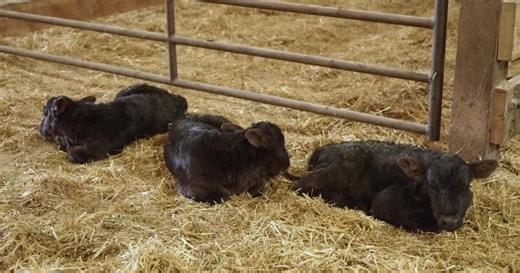 Defying the odds: Montana cow gives birth to triplets in Augusta