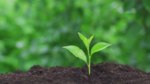 Small Trees On Soil Nature Planting Stock Footage Video (100% Royalty-free) 1092381433 | Shutterstock