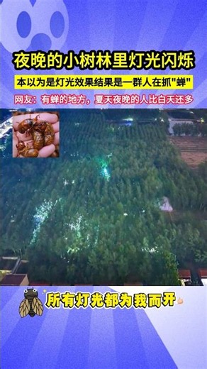 夜晚的小樹林裡燈光閃爍，本以為是燈光效果結果是一群人在抓"蟬"，網友：有蟬的地方，夏天夜晚的人比白天還多！#shorts