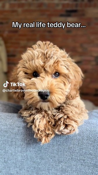 Cockapoo Puppies: The Real-Life Teddy Bear