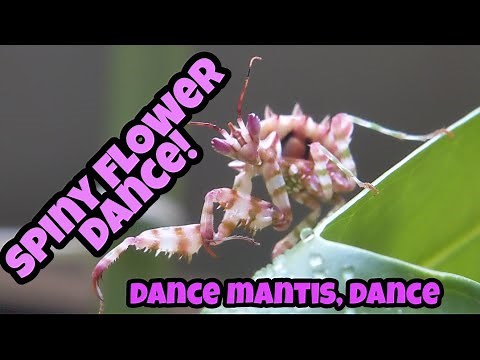 Spiny Flower Mantis Dancing