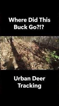 Urban Deer Recovery 🦌 | Pitbull on a Big Buck Track