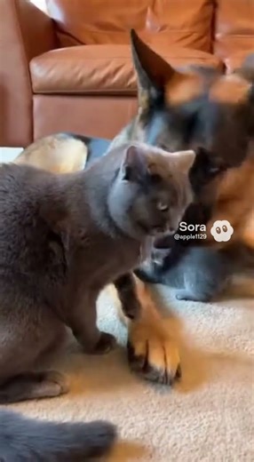 Kitten plays with German Shepherds Tail... THEN MOM ATTACKS! 😱🎭