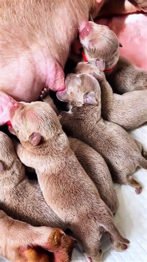 행복을 주는 강아지 / 幸せを運ぶ子犬 #KoreaPuppies #JapanDogs