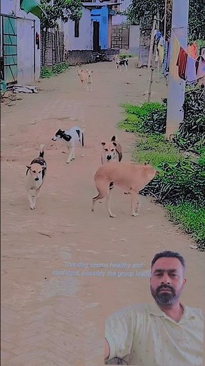 Street Dogs Daily Life 🐕 | Struggle, Survival & Pure Love ❤️
