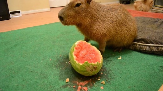 Here is 27 minutes of a capybara eating a watermelon, and you're welcome! | Joejoe the Capybara