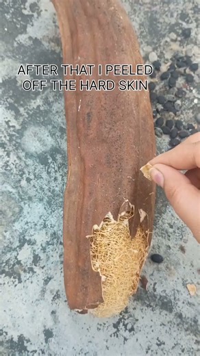 Homemade Loofah ✨#nature #recipe #ayurveda #bams #homemade #loofah #heal#soul#msm#love #