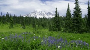 view of Mt. Rainier and alpine meadow of Lupins (Lupinus) in the foreground Mt. Rainer National Park, Washington, USA