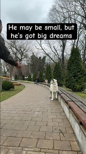 From Clumsy Pup to Catching Pro: Pluto’s Glow-Up!