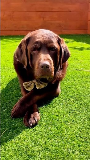 Imagine waking up to this face everyday 😍 #dog #labrador #chocolatelab