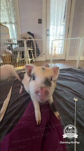 Ring the bell or push the talking button? Mini pig training