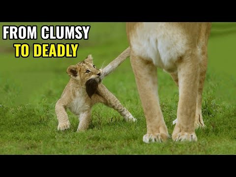 Lion Cubs - The Making Of A Predator