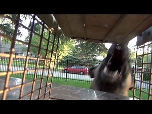 How to set a live trap