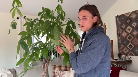 5 reasons your money tree leaves turn brown & fall off