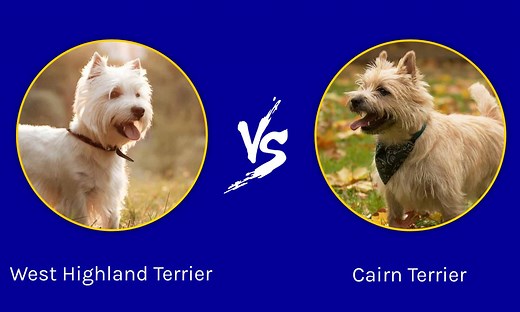 West Highland Terrier vs Cairn Terrier: What's the Difference?