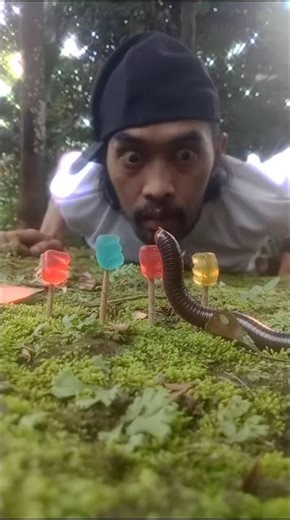 funny millipede show #uniqueanimals #funnyanimals #millipedes