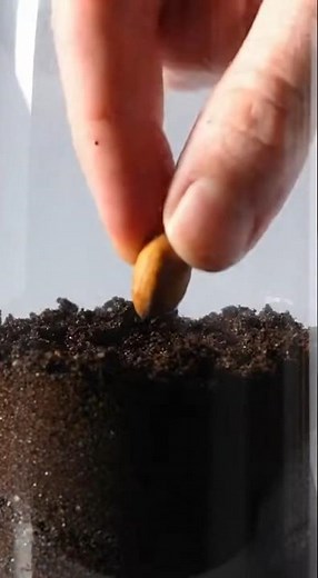 Seed to Fruit in 60 Days | Hyper-Realistic Plant Growth Time-Lapse 4K🌱