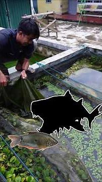 CHECK OUT THE RIVER FISH THAT ARE STARTING TO GET BIG, RESIDENTS OF THE WARING