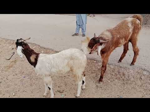 Amazing goats video #goat #animals #beautifullgoats #wildlife #villagelife #trendingvideo