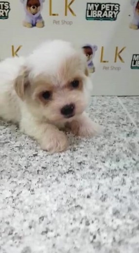Tiny Toy Poodle Puppy (Male) For Sale 1