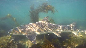 Pretty leopard sharks :) | Scuba Diver Girls