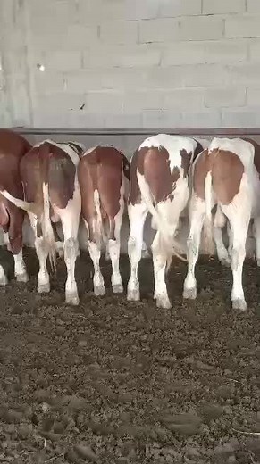 Cows in Barn: Observing Their Daily Behavior