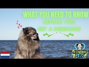 Getting To Know Your Dog's Breed: Keeshond Edition