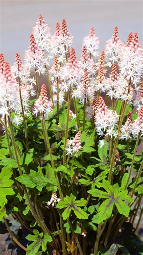 Garden Goods Direct on Instagram: "Looking for a shade garden standout? 🌿 Meet Tiarella cordifolia — a native perennial that brings soft, frothy blooms in spring and beautifully textured foliage that lasts through the season. 💫 Not only is it low-maintenance and deer-resistant, but it also spreads gently to create a lush groundcover in those tricky shady spots. A true must-have for woodland borders, shady beds, and naturalized areas! 🍃🌸 Add some native elegance to your garden this year. #Sha
