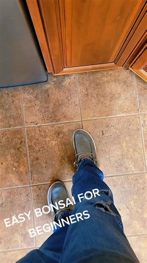 Schefflera Arboricola: Perfect Bonsai for Beginners