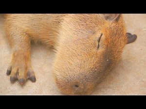 カピバラがいっぱい (Capybara world in Japan)