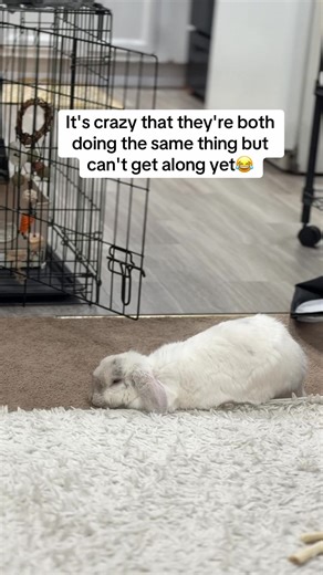 Hilarious Bunny Rivalry: Holland Lop vs Lionhead