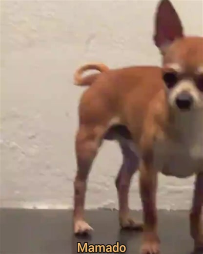 Memes de gatos divertidos