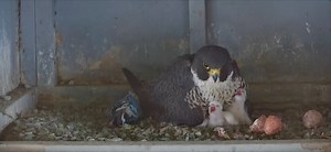 3 peregrine falcon chicks hatch on International Bridge in Upper Peninsula