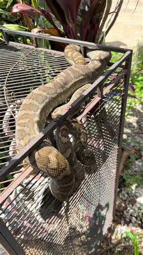 Large Carpet Python tried breaking into a bird cage this morning at a home in Kuluin. Lucky for the bird, the home owner heard the commotion and got it out just in time. Those straight bar cages aren’t very snake proof unfortunately. This python was thick and struggling to squeeze through the bars, but there was a decent gap at the bottom of the cage it hadn’t figured out yet. If it had, the outcome would’ve been very different. Good reminder to always think about gaps and access points if you k