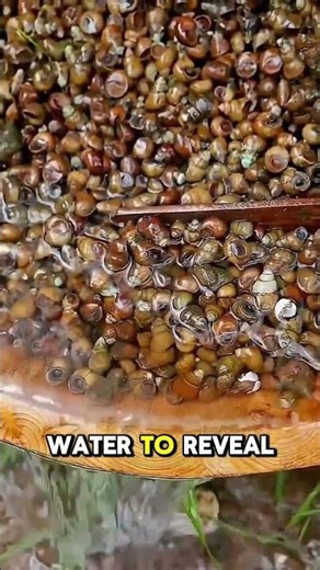 The surprising way snails are cleaned before cooking 🐌